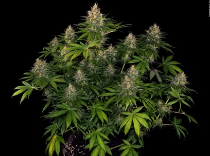 Bubblegum Skunk Marijuana Strain