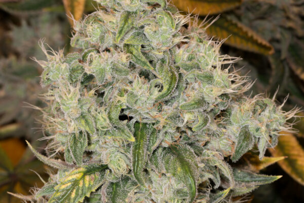 Shape Shifter Marijuana Strain